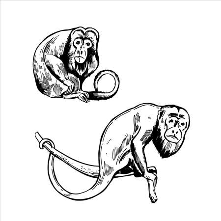 Hand-drawn monkeys of South America. Howler monkey (Alouatta). vector sketch illustration.のイラスト素材