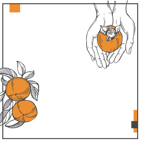 Hand-drawn persimmon set. vector background. sketch illustration.のイラスト素材