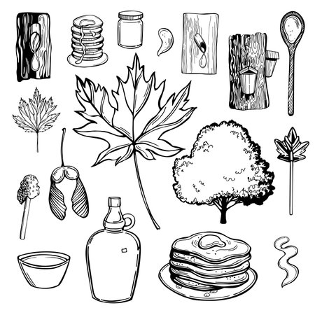 Hand-drawn maple syrup set. Acer saccharum, the sugar maple. vector sketch illustration.のイラスト素材