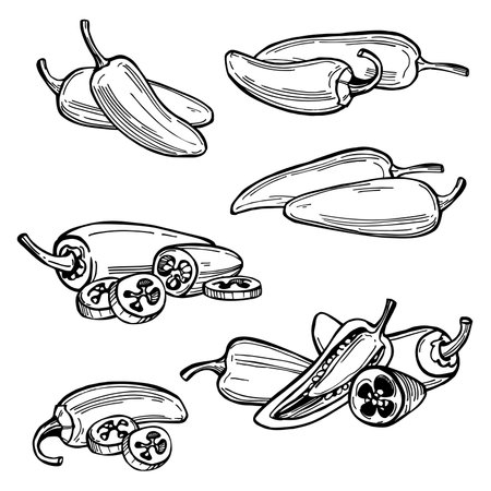 Hand-drawn Jalapeno peppers are a type of chili pepper. vector sketch illustration.のイラスト素材