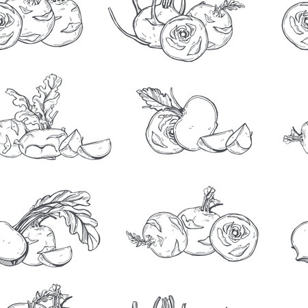Hand-drawn vegetables on white background.Kohlrabi, German turnip or turnip cabbage. vector seamless pattern.のイラスト素材