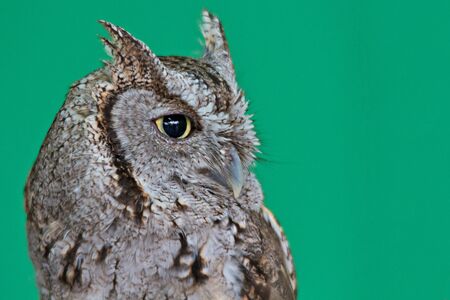 Screech owl in front of a green backgroundの写真素材