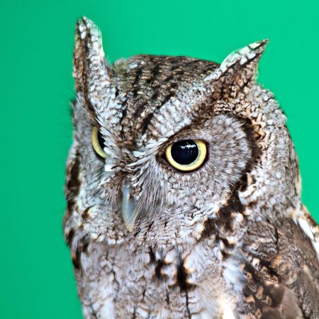 Screech owl in front of a green backgroundの写真素材