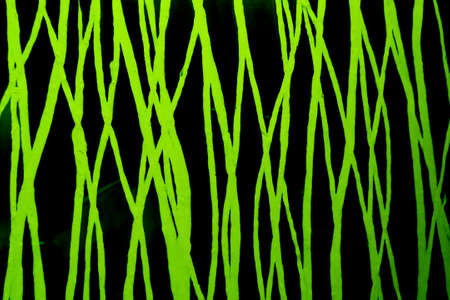 green line backgroundの写真素材