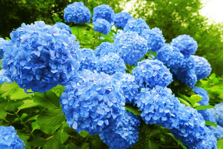 japanese blue hydrangea
