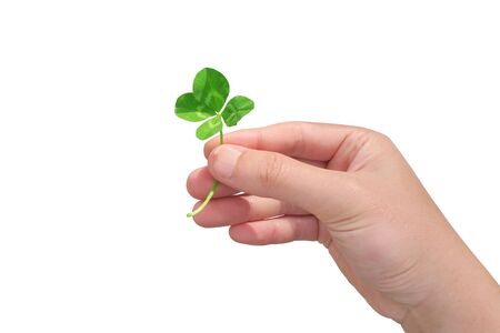 holding hand four leaves white background