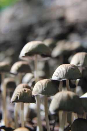 Mushrooms standing tall in woods の写真素材