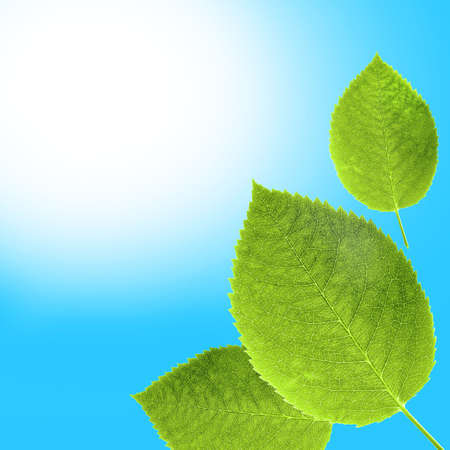 Beautiful leaf on light background
