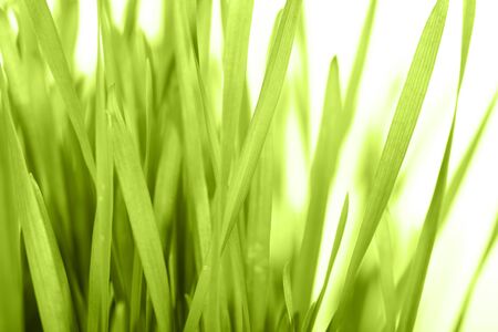 green grass の写真素材