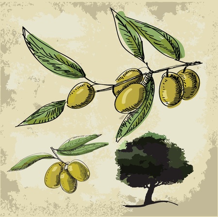 Olive oilのイラスト素材