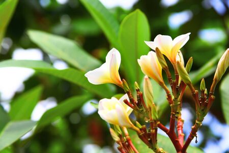 Frangipani  plumeria の写真素材
