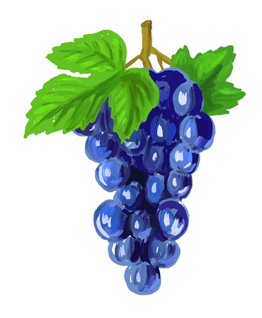 picture of Red grapesのイラスト素材