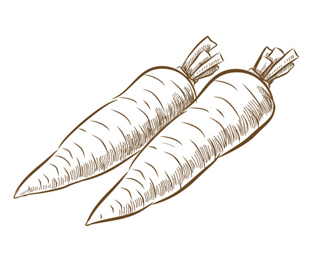 picture of carrotのイラスト素材