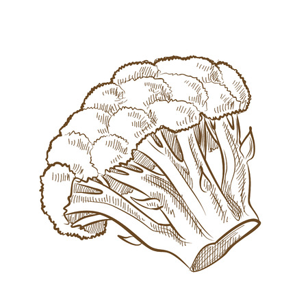 picture of broccoliのイラスト素材