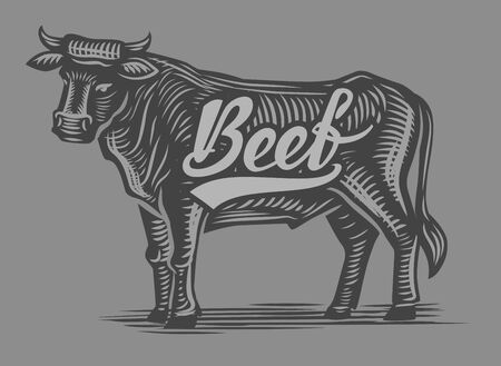 vector hand drawn beef on gray backgroundのイラスト素材
