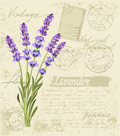 vector hand drawn lavender set on vintage backgroundのイラスト素材