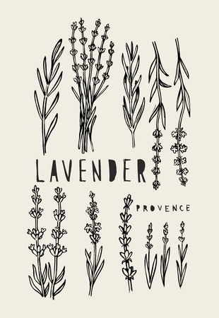 vector hand drawn lavender set on whiteのイラスト素材