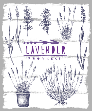 vector hand drawn lavender set on whiteのイラスト素材