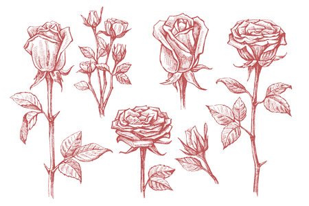 vector roses with leaves set on white backgroundのイラスト素材