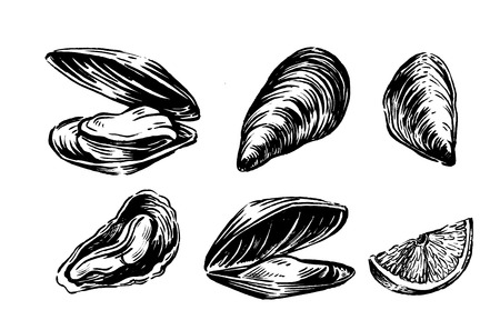 Vector mussel set hand drawn illustration on whiteのイラスト素材