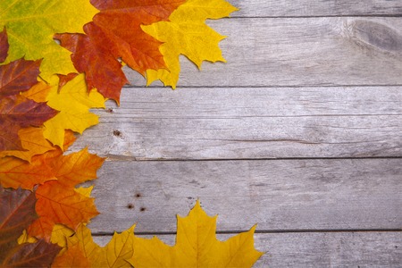 Autumn maple leaves