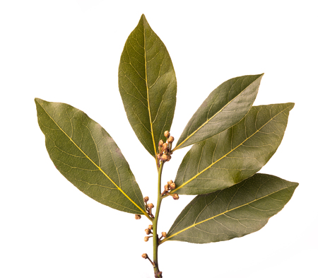 branch of fresh bay leaf isolated on whiteの写真素材