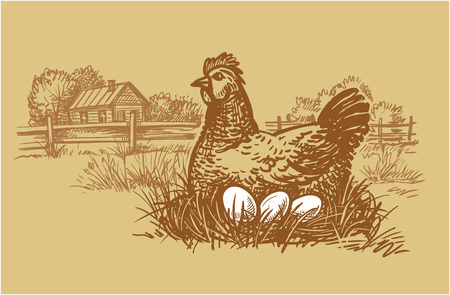 Chicken farm with eggs. Hen and eggsの写真素材