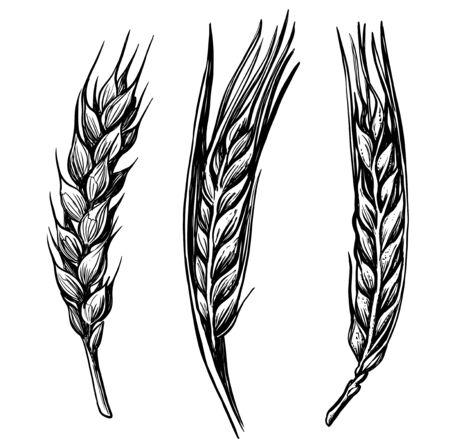 black hand drawn wheat ears sketch doodleのイラスト素材