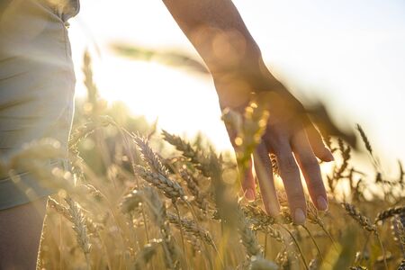female hand stroking rye ear in a fieldの写真素材