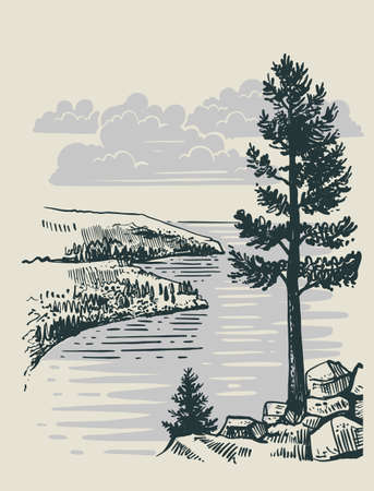 uneven pine tree stands on groundのイラスト素材
