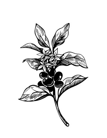 coffee branch with coffee fruits sketch styleのイラスト素材