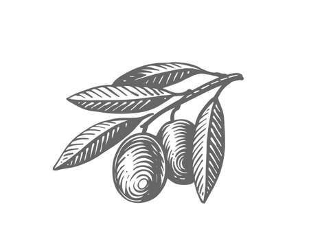 Olives branch with leaves . Vintage engraving vectorのイラスト素材