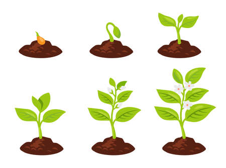 Planting tree vector. Seeds sprout in ground. Plant growsのイラスト素材