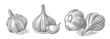 Garlic hand drawn. Drawings engrave sketch.のイラスト素材