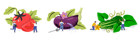 People with big cucumber tomato and eggplant. Character in garden harvesting.のイラスト素材