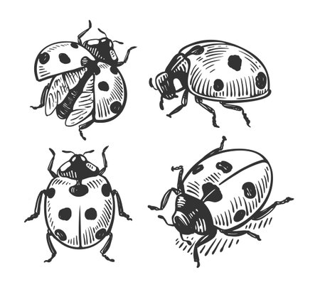 Ladybug Hand drawn insect set.のイラスト素材