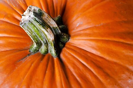 orange pumpkin close up macroの写真素材
