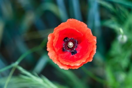 single poppy flower on green backgroundの写真素材