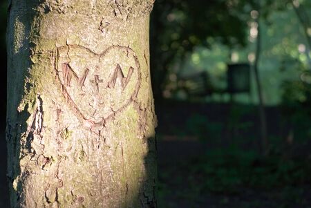 a heart carved into the treeの写真素材