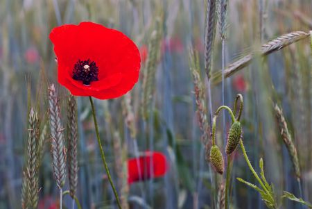 many red poppy plants in the fieldの写真素材