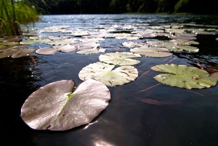 Water lilies float in a small pondの写真素材