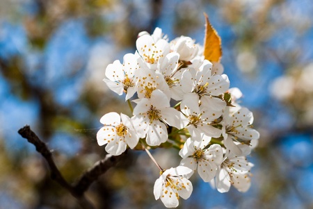 white cherry blossoms on the cherryの写真素材