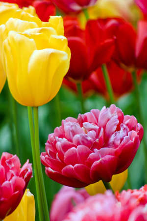 colorful tulipsの写真素材
