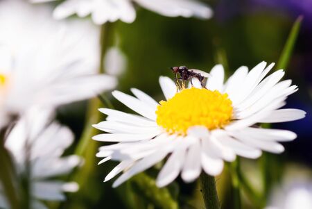 a fly sits on a daisy