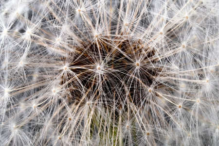 a cleavage of dandelion seed head in front of black background