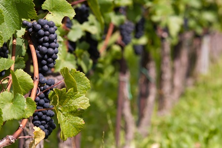 many vines on a field side by sideの写真素材