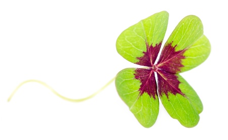 a fourleaved cloverleaf isolates before white backgroundの写真素材