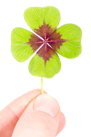 a fourleaved cloverleaf is held with two fingersの写真素材