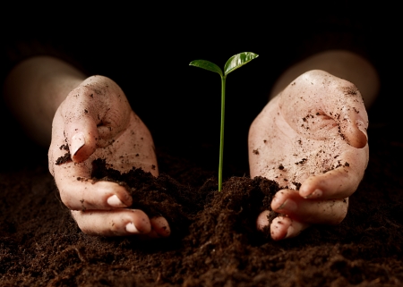Hands with a little green plantの写真素材