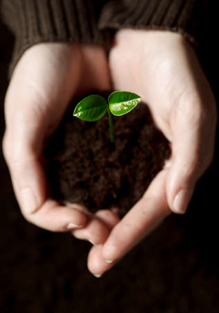 Hands with plantの写真素材